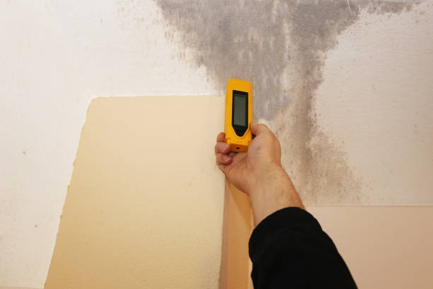 Best Basement Mold Removal  in Mount Shasta, CA