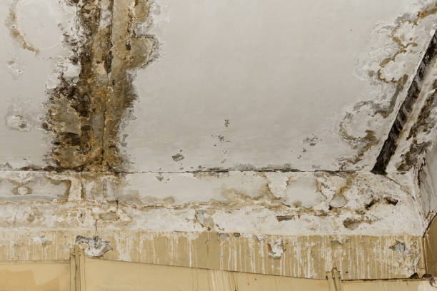  Mount Shasta, CA Mold Removal Pros